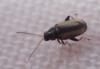 Phyllotreta sp.